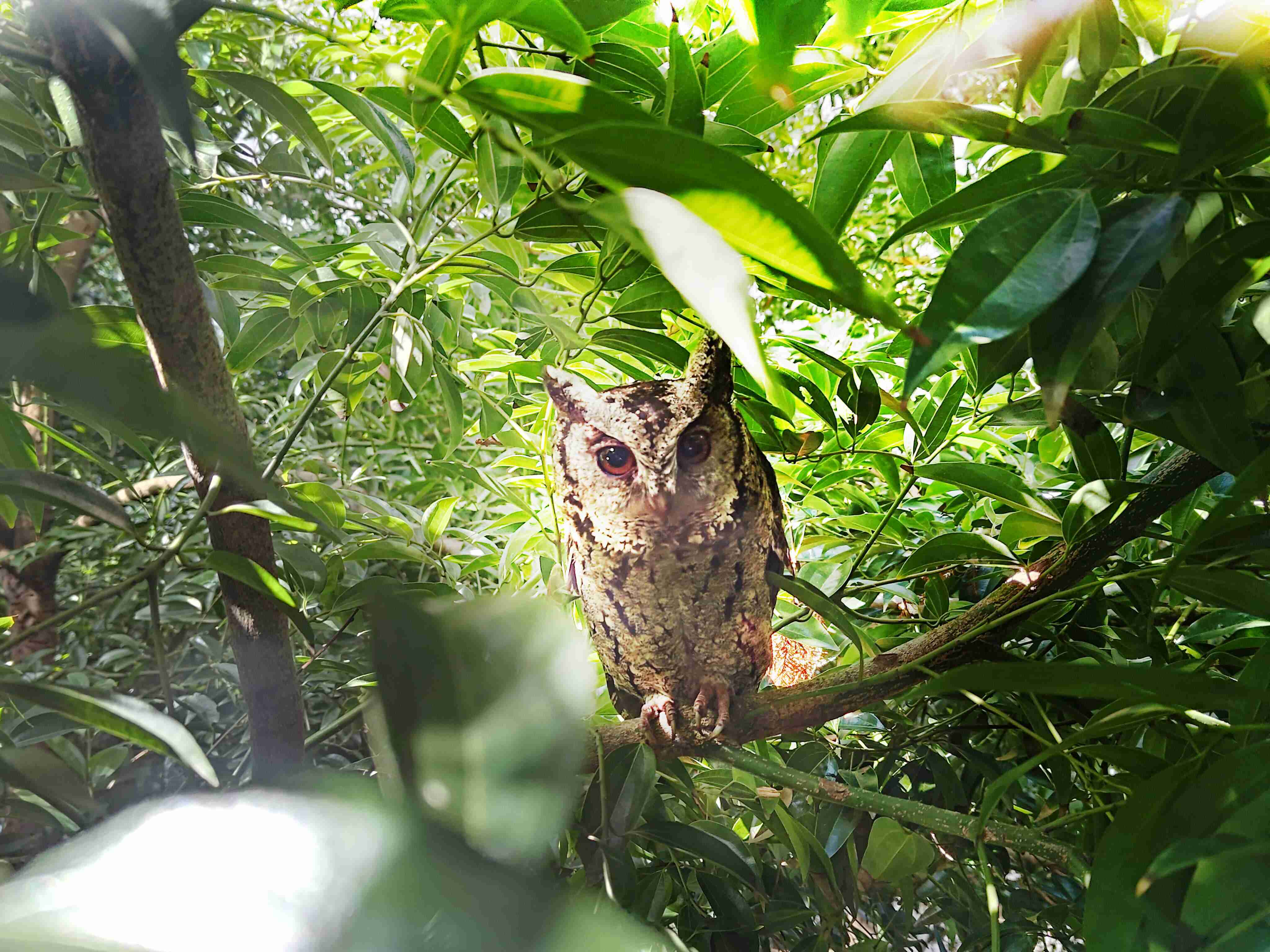JDB电子致力提倡净零绿生活，，，，16年以来在全球各厂区植树逾百万棵，，造就各厂区树木蔚然成林，，，犹如森林工厂，，成为许多生物的栖息地